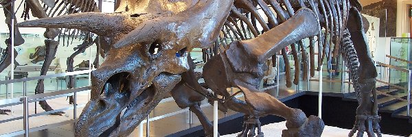 Triceratops, Szkielet