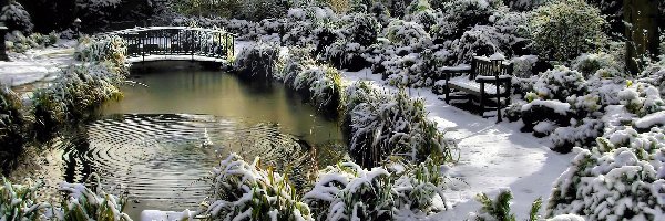 Zimą, Drzewa, Staw, Park