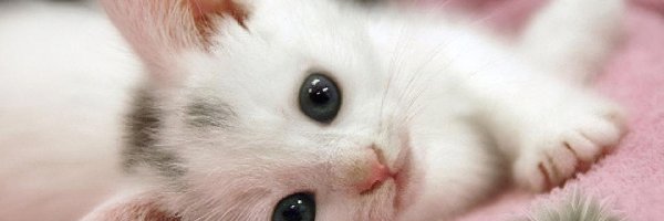 Kotek, Łapka, Oczy, Biały