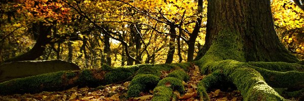 Jesień, Drzewo, Omszałe, Liście, Korzenie