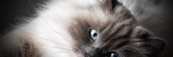 Niebieskie, Mordka, Oczy, Kot birmański