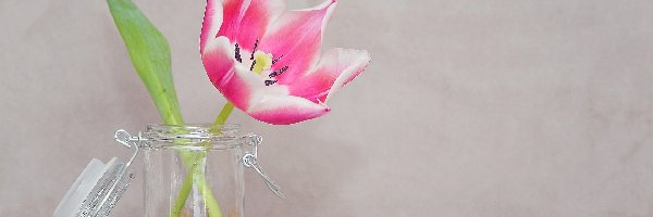Tulipan, Kamienie, Słoik, Dekoracja