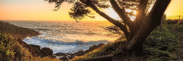 Wschód słońca, Zatoczka Whale Cove, Morze, Stan Oregon, Stany Zjednoczone, Drzewo, Ławeczka