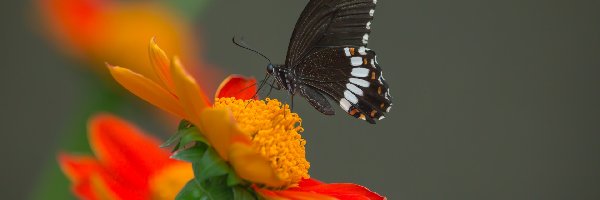Tło, Papilio polytes romulus - Indian Common Mormon, Pomarańczowy, Motyl, Czarny, Popielate, Kwiat