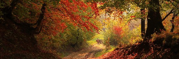 Las, Wóz, Droga, Jesień