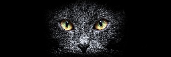 Czerń, Oczy, Żółte, Kot