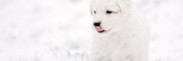 Szczeniak, Śnieg, Zima, Pies