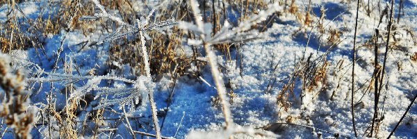 Śnieg, Trawy, Zamrożone