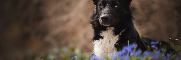Pies, Kwiaty, Border collie, Tło, Rozmyte
