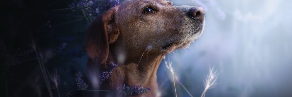 Pies, Lawenda, Mordka, Tło, Rozmyte