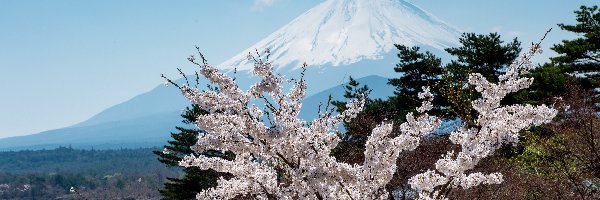Fudżi, Drzewa, Kwitnące, Wiosna, Japonia