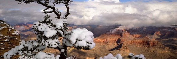 Drzewo, Zima, Śnieg, Kanion