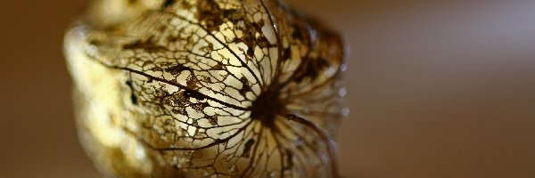 Roślina, Sucha, Miechunka Rozdęta