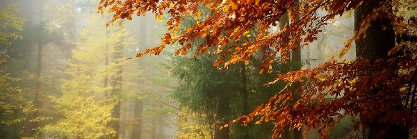 Drzewa, Mgła, Las, Jesień