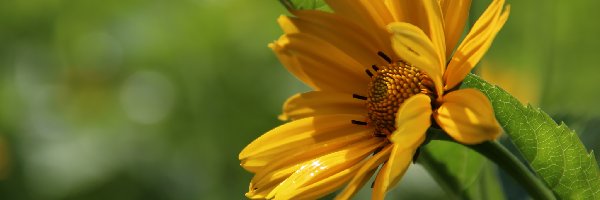 Kwiat, Słoneczny, Żółty