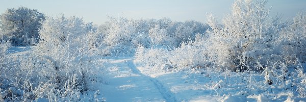 Drzewa, Ścieżka, Las, Krzewy, Śnieg, Zima
