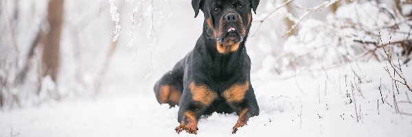 Rottweiler, Gałązki, Śnieg, Pies