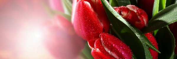 Tulipany, Rosy, Krople, Czerwone
