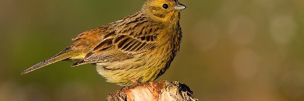 Konarze, Na, Trznadel