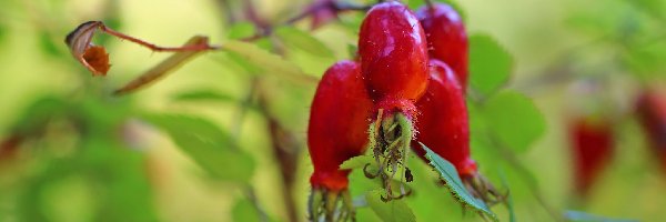 Róża, Owoce, Czerwone, Dzika