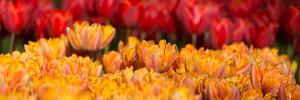 Tulipany pełne, Pomarańczowe