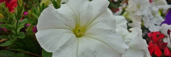 Biała, Petunia, Kwiat