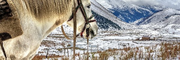 Zima, Góry, Koń