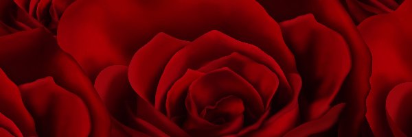Tekstura, Róże, Czerwone