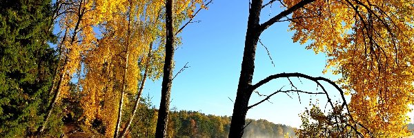Jesień, Poranek, Jezioro, Drzewa, Mgła
