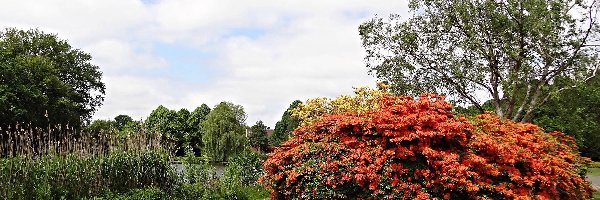 Rododendron, Staw, Trawy, Ogród