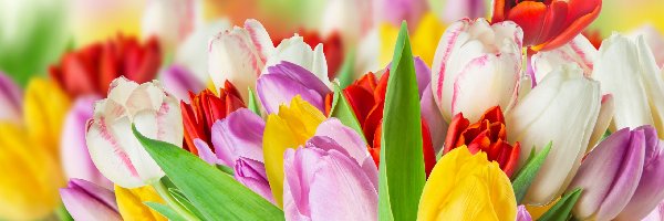 Bukiet Kwiatów, Kwiaty, Tulipany