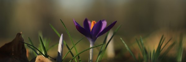 Krokus, Fioletowy, Kwiatek