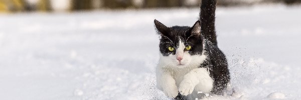 Śnieg, Czarno-biały, Kot