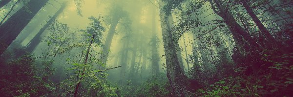 Drzewa, Mgła, Roślinność, Las