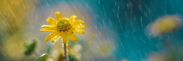 Deszcz, Kwiatek, Żółty