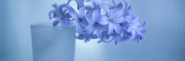 Hiacynt, Kwiat, Niebieski, Wazonik, Szklany