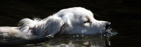 Woda, Pies, Biały