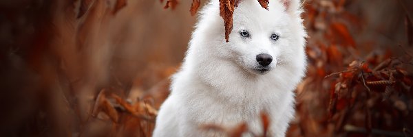Rozmyte tło, Oczy, Amerykański pies eskimoski, Niebieskie, Pies, Liście, American eskimo dog