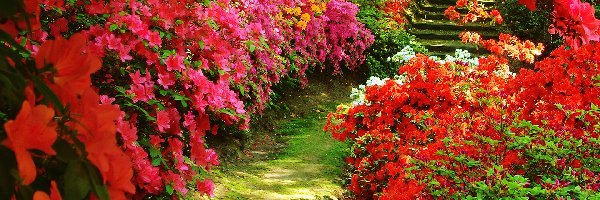 Lato, Kwiaty, Ogród