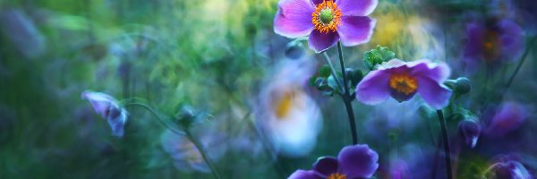 Fioletowe, Kwiaty, Zawilec Japoński