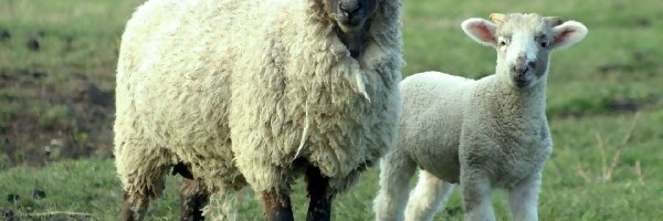 Owieczka, Owca