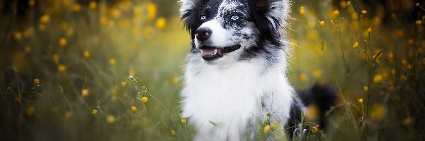Pies, Łąka, Border collie, Kwiaty, Żółte