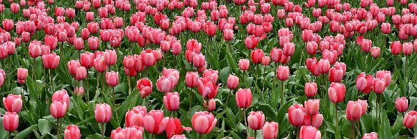 Tulipany, Pole, Kwiaty