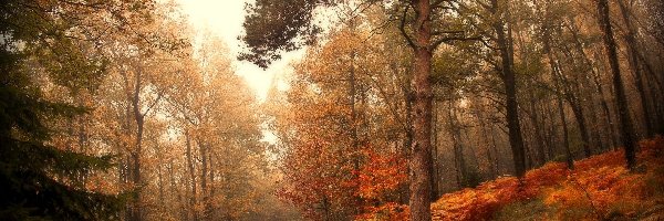 Las, Dróżka, Jesień, Drzewa, Paprocie