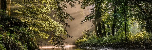 Poranek, Rzeka, Las, Przebijające Światło, Rezerwat, Holandia