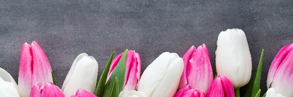 Tulipany, Tło szare, Różowo-białe, Kwiaty