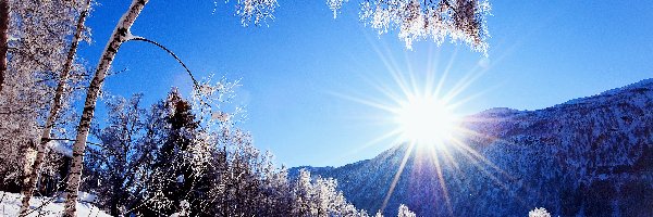 Słońce, Drzewa, Zima
