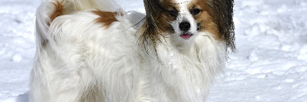 Śnieg, Spaniel kontynentalny miniaturowy Papillon, Pies