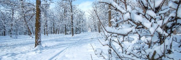 Drzewa, Dróżka, Śnieg, Zima