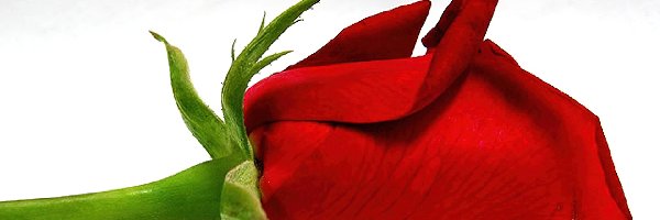 Róża, Napis, Miłosny, Czerwona